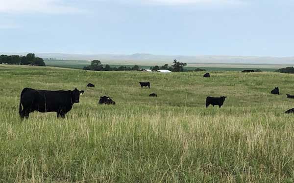 Cows in a Field