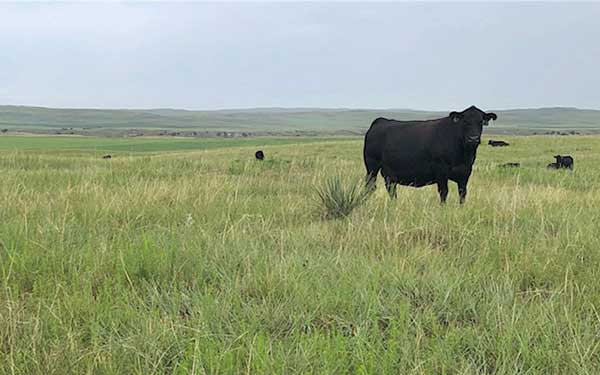 Cows in a Field