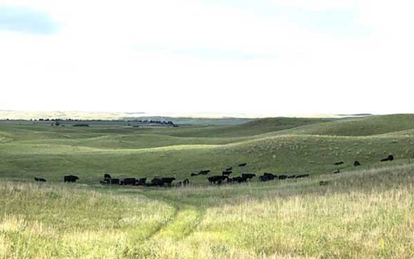 Cows in a Field